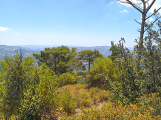 landscape with trees and mountains