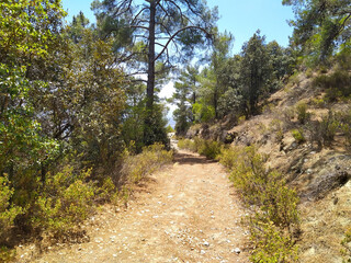 Fototapeta premium Trail in the forest