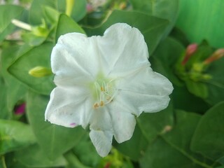 Obraz premium White flowers