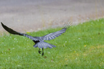 Carrion crow (Corvus corone) black bird