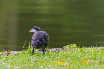 A baby bird is walking on the grass near a pond