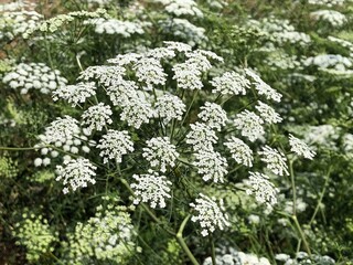 Bullwort (Ammi majus)