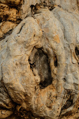 Nature's Carving: A Tree with a Hole