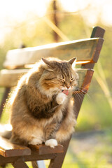 fluffy Siberian cat walking in rural yard, sitting on wooden bench and licking, cat summer portrait