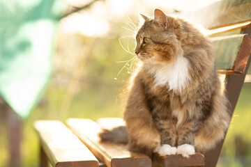 beautiful cat walking in rural yard, sitting on wooden bench, cat summer portrait