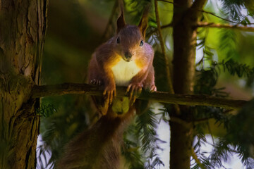 cute young squirrel portrait on tree at park, wildlife
