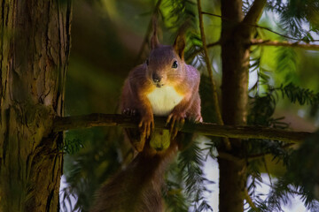 cute young squirrel portrait on tree at park, wildlife