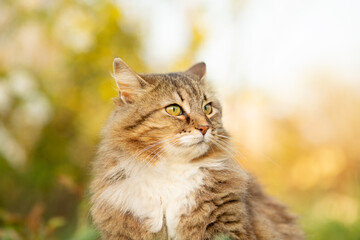 fluffy red cat walking on summer nature in garden, lovely pet s