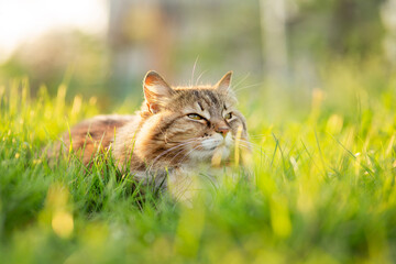 fluffy red cat rest on summer nature, pet walking in garden on background of green grass