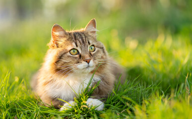 funny cat playing in green grass, pet walking on summer nature