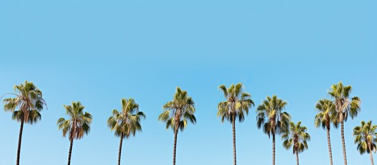 Fototapeta premium Palm trees view from below into the sky. Creative banner. Copyspace image