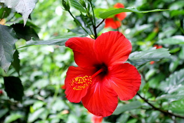 Bright large flower of red hibiscus (China rose, Chinese hibiscus, Hawaiian hibiscus) on green leaves natural background. Karkade tropical garden for rose petals tea. Big red flower growth in jungle
