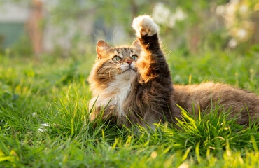 fluffy red cat rest on summer nature, pet walking in garden on background of green grass