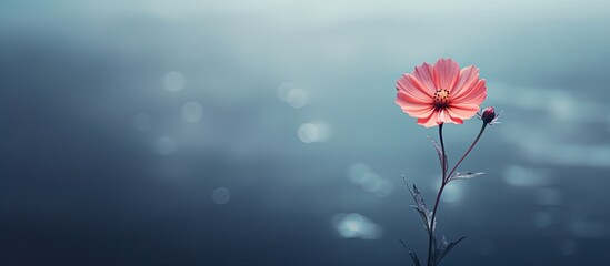 Tiny Flower. Creative banner. Copyspace image