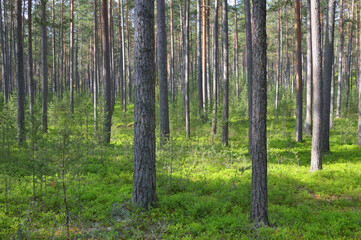 Pine forest on summer day.