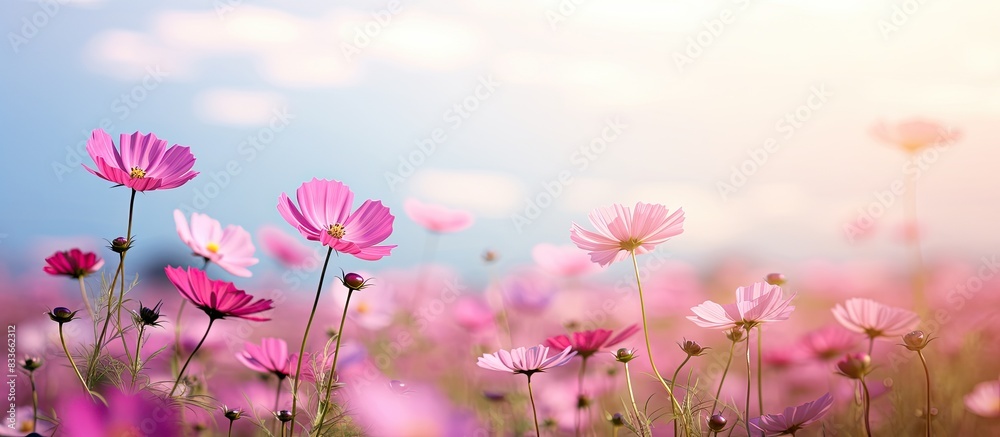 Aufkleber blurred cosmos field with sky background pink cosmos flowers blooming in the wonderful garden with c