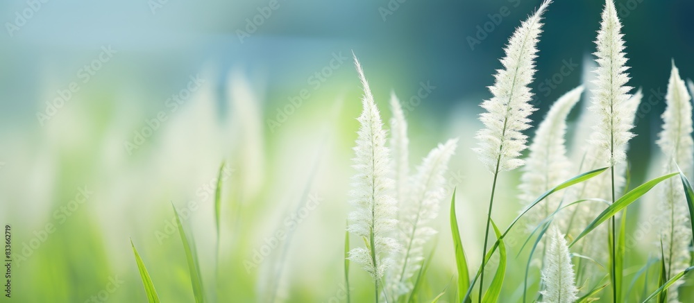 Aufkleber Closeup Natural Scene of Grass Flower with Blurred Background Green Patterns. Creative banner. Copyspace image