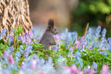 Fototapeta premium ファンタジーのようなメルヘン花畑のエゾリス 北海道浦臼神社