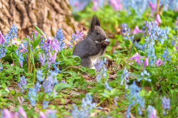 Cute Hokkaido Squirrel in a Colorful Flower Field