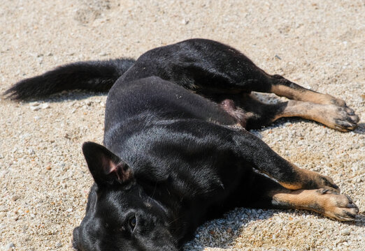 Black dog lying down in the beach.