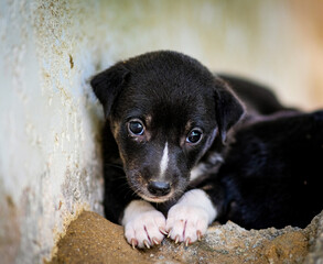 Black and white puppy sitting by the white wall.