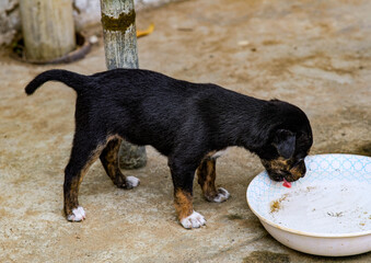 Black and white puppy drinking water.