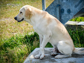 Obraz premium Brown white dog sitting within the building shade.