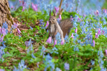 ファンタジーのようなメルヘン花畑のエゾリス　北海道浦臼神社