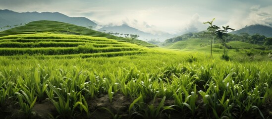 Fototapeta premium Unwanted plants in rice farm. Creative banner. Copyspace image