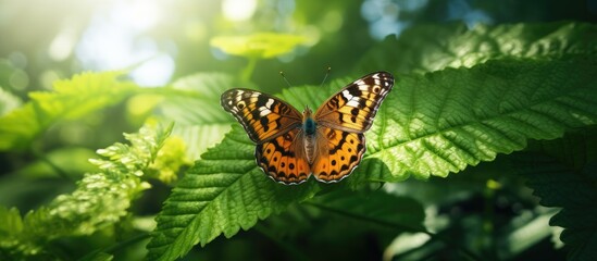 brown butterfly perched on a green leaf. Creative banner. Copyspace image - Powered by Adobe