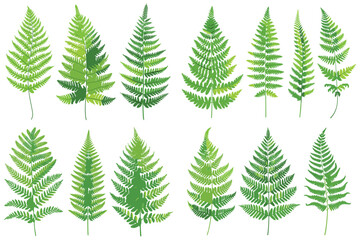 Obraz premium Decorative fern leaf, Green fern leaf, Realistic fern leaf set, Realistic tropical green fern leaves, Fern leaf isolated on white background, Fern leaf vector illustration