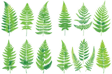 Obraz premium Decorative fern leaf, Green fern leaf, Realistic fern leaf set, Realistic tropical green fern leaves, Fern leaf isolated on white background, Fern leaf vector illustration