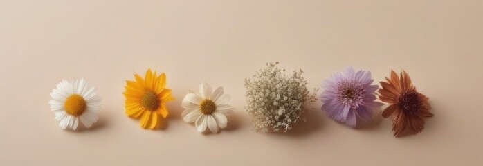 Dried flowers on a beige background. Herbarium