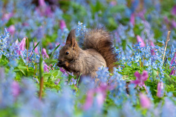 ファンタジーのようなメルヘン花畑のエゾリス　北海道浦臼神社