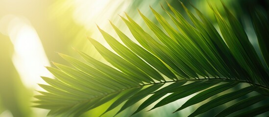 Obraz premium Copy space image of lush green palm leaves bathed in soft natural light set against a blurred background providing ample room for text placement