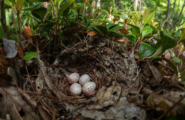 Eastern towhee bird nest from Massachusetts 