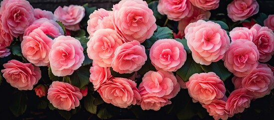 Obraz premium A stunning shot of pink begonia flowers in a home garden with enough space for any additional content in the image