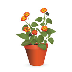 Lantana Camara with leaves, flowers and fruit berries in a plastic pot isolated on a white background. Houseplant realistic vector drawing for flower shop advertising, room design, sale banner, icon.