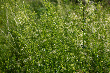 gr&auml;ser, felder, wilde bl&uuml;ten:  Schlehenkraut