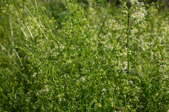 gr&auml;ser, felder, wilde bl&uuml;ten:  Schlehenkraut