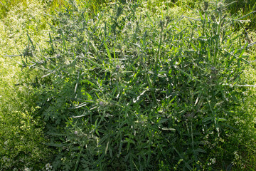 gräser, felder, wilde blüten:disteln