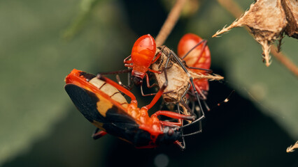 A red insect with its newborn children.
