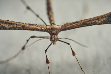 Details of a Feather Moth on a white wall (Pterophoridae)