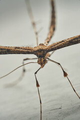 Details of a Feather Moth on a white wall (Pterophoridae)