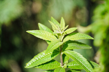 Close up green leaves verbena. Aloysia.