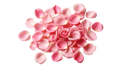 Fototapeta premium Pink rose petals scattered on a transparent background