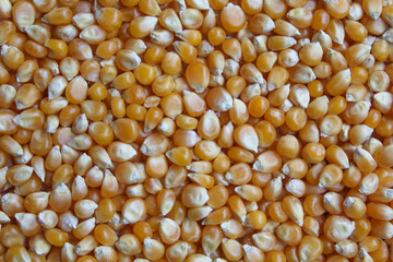 Dried corn kernels full background