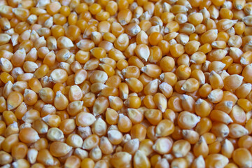 Dried corn kernels full background