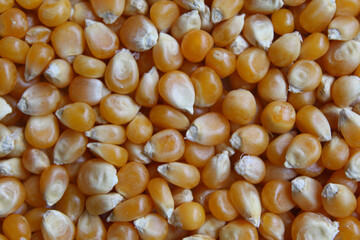 Dried corn kernels full background