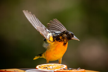 oriole